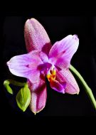 032 Orchidee 01 2016 St